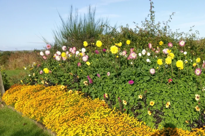 gardener aberdeenshire flowers